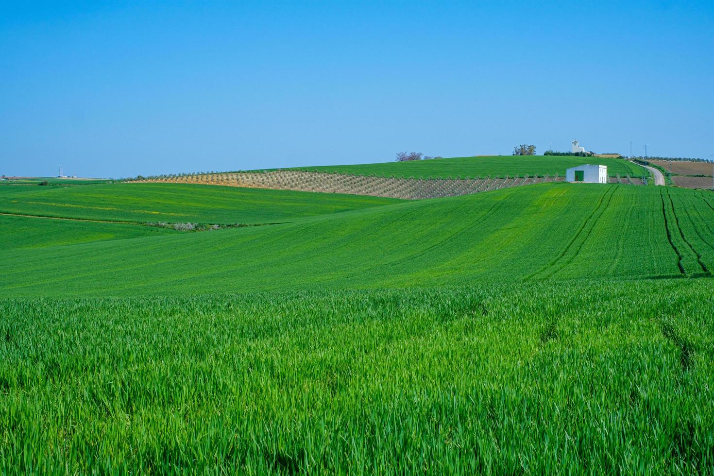 Ackerland mit Getreide und einem weißen Schuppen foto