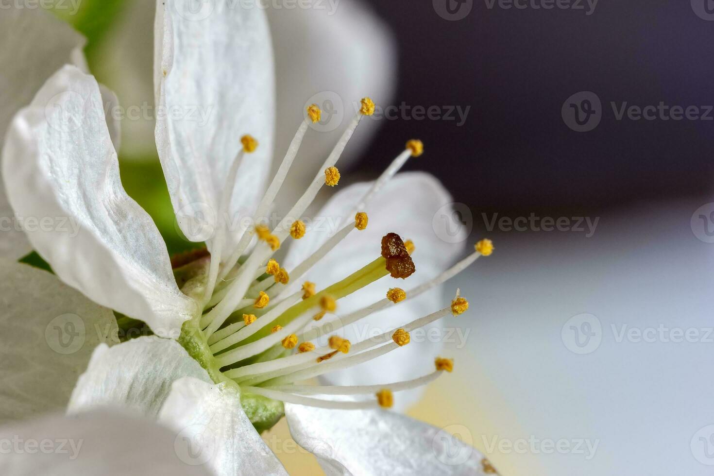 detailliert schließen Aussicht von blühen Frühling Blume ein verschwommen Hintergrund foto