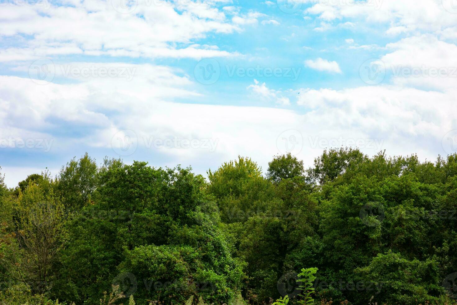 Wald und wolkig Himmel. Kohlenstoff Netz Null oder Kohlenstoff Neutralität Konzept Foto