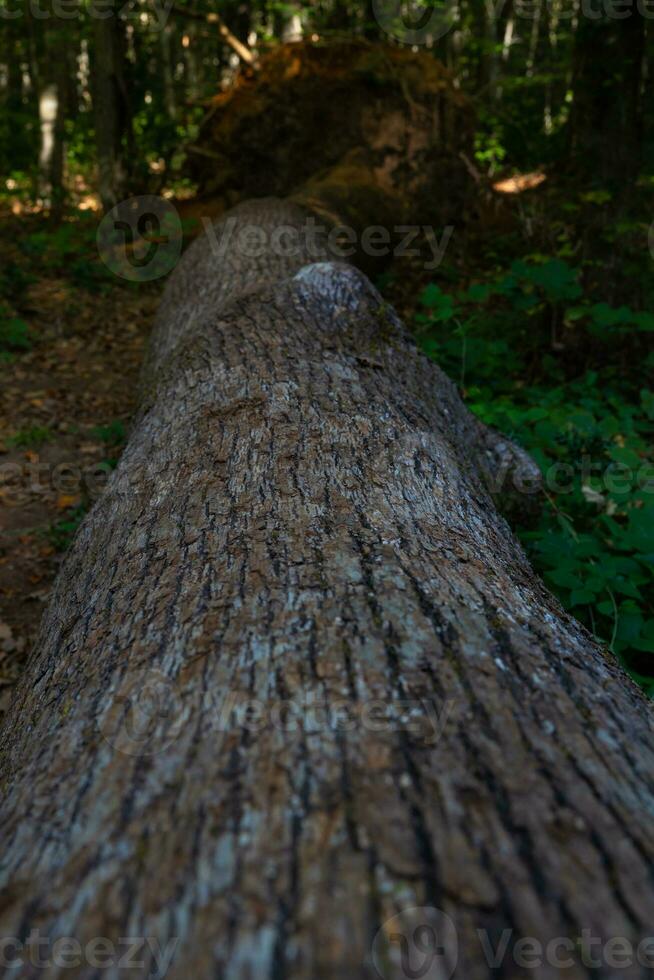 ein tot Baum auf das Wald Boden. foto