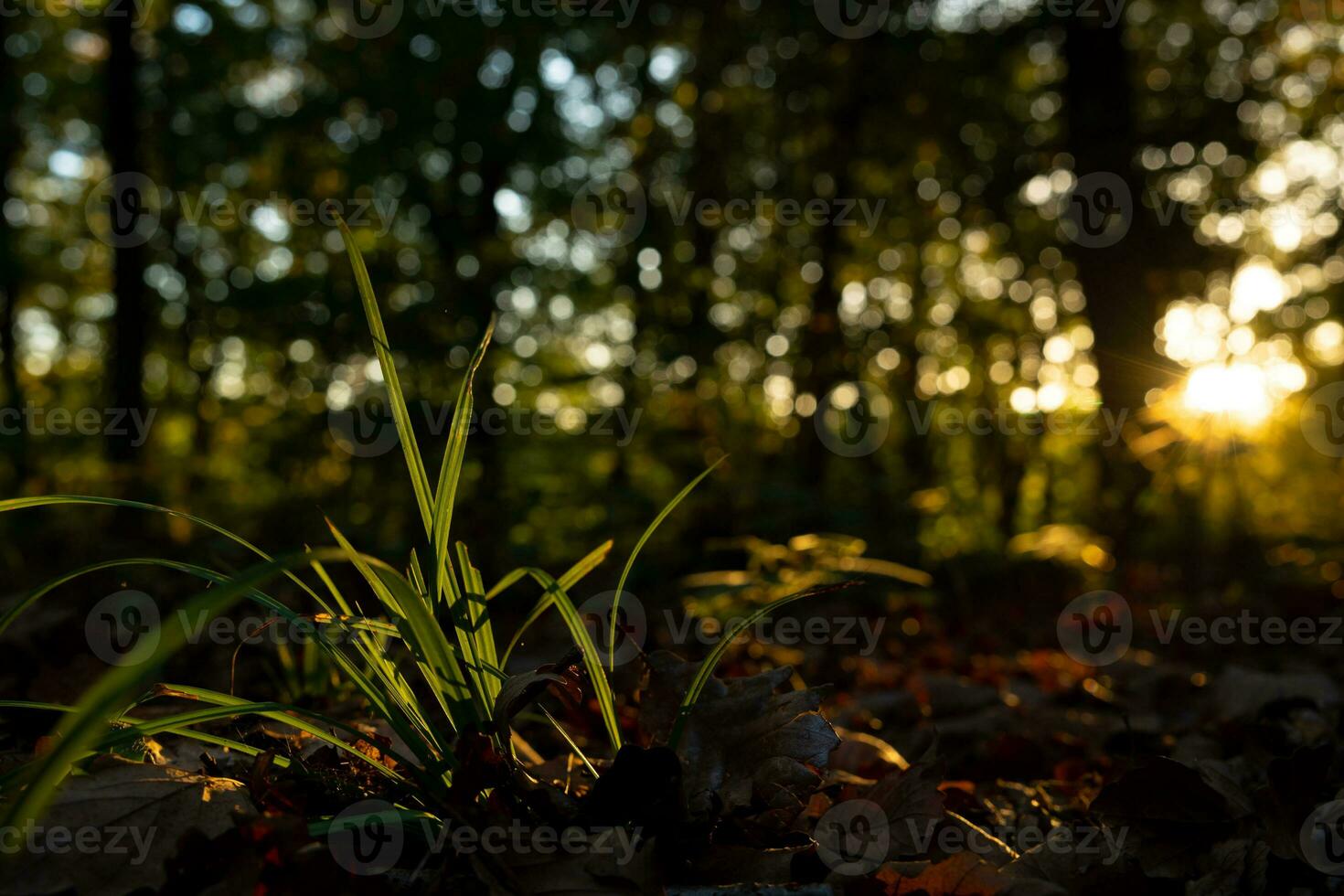 Gräser im das Wald beleuchtet durch Sonnenlicht beim Sonnenuntergang. Kohlenstoff Netz Null Konzept foto