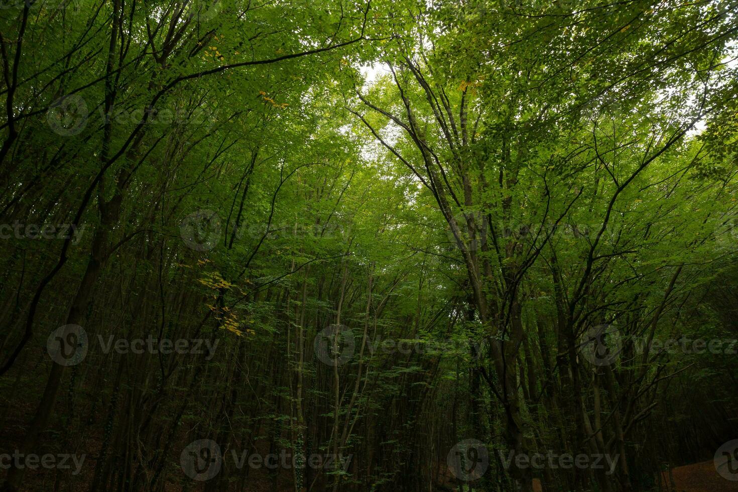 Wald und hoch Bäume im launisch oder niedrig Licht Sicht. Natur Hintergrund Foto