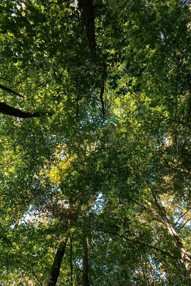 üppig Wald Sicht. Wald Hintergrund Vertikale Foto. Kohlenstoff Neutralität Konzept foto