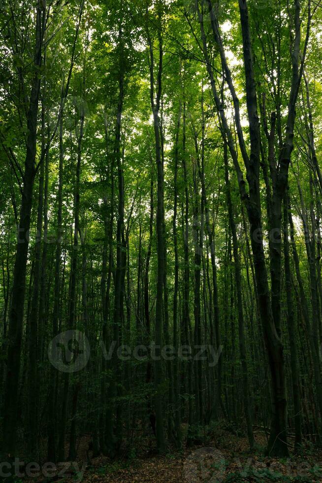 hoch Bäume im dunkel Wald. launisch üppig Wald Sicht. foto