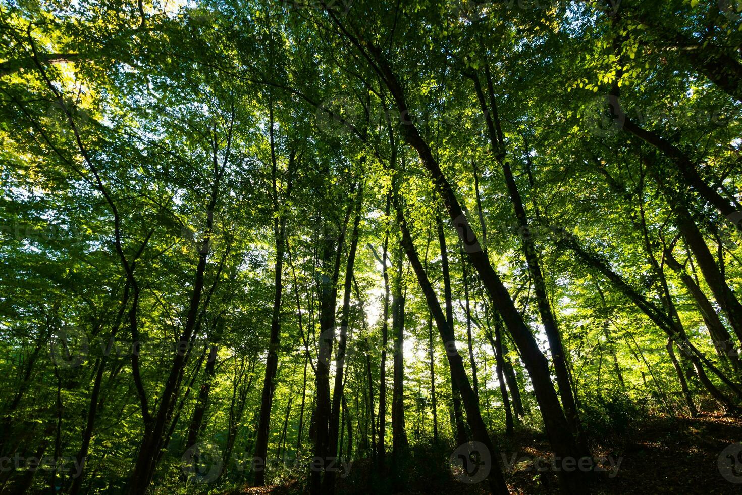 Silhouette von Bäume im das üppig Wald. Kohlenstoff Netz Null Konzept Foto