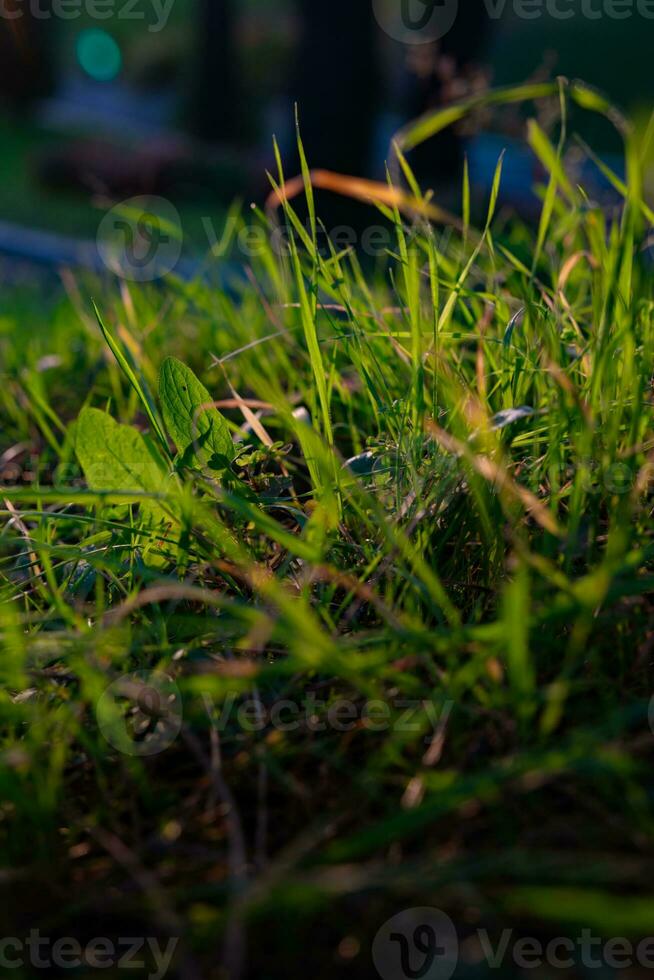 Gräser oder Pflanzen im Fokus. Erde Tag Konzept Foto