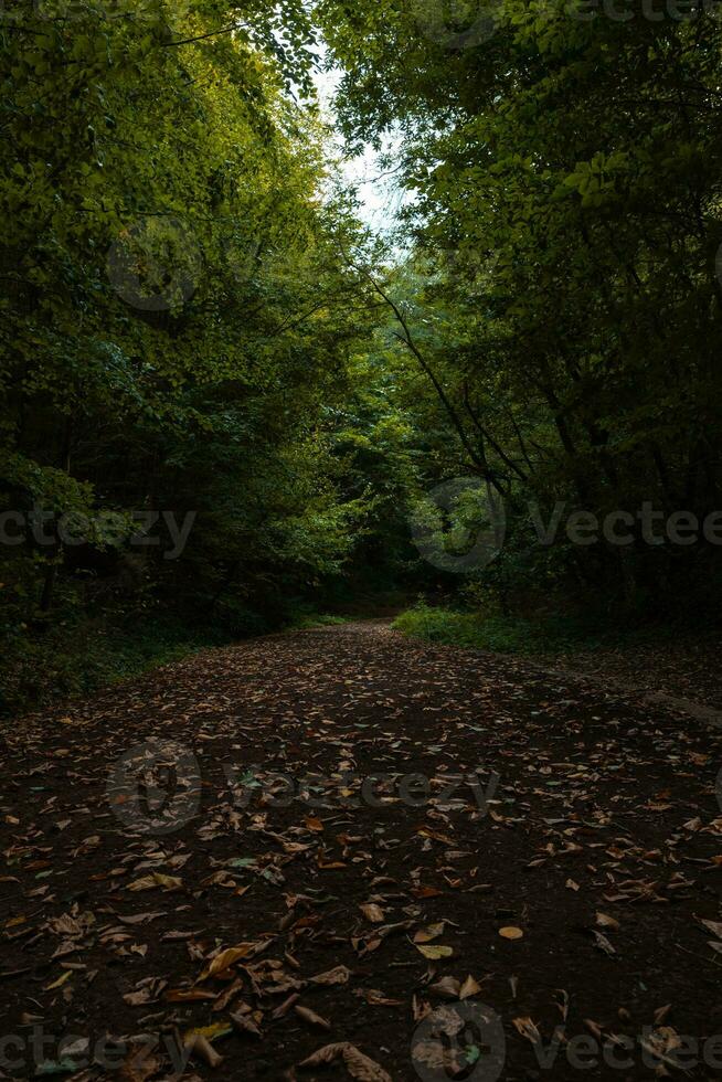 Wald und Weg mit gefallen Blätter von Boden eben. foto