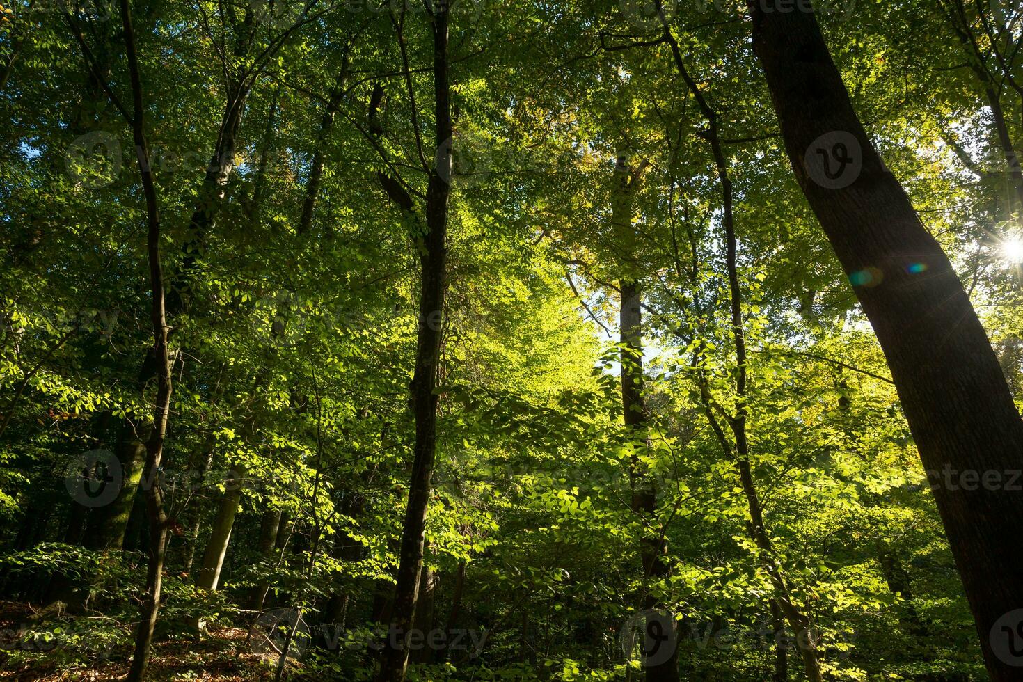üppig Wald mit lebendig Farben. Kohlenstoff Netz Null oder Erde Tag Konzept Foto