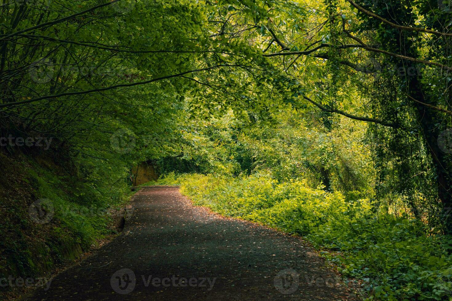 Pfad oder Weg im das Wald im das Herbst. foto