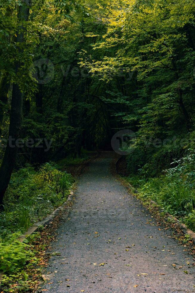 Pfad im das Wald gehen zu das Dunkelheit. unheimlich oder launisch Wald Aussicht foto