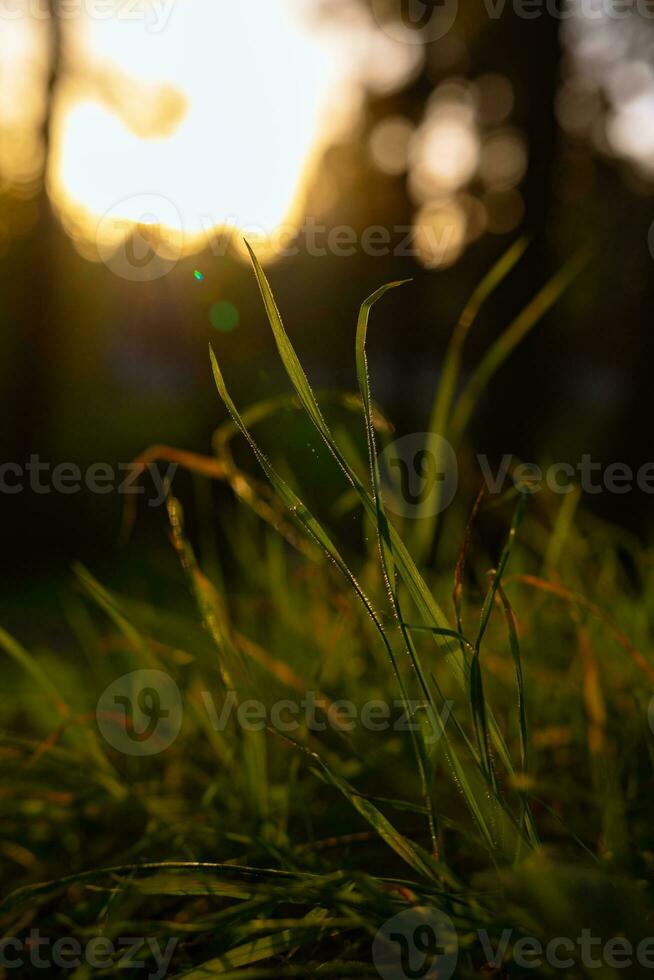 Gräser im Fokus von Boden Niveau Vertikale Foto. foto