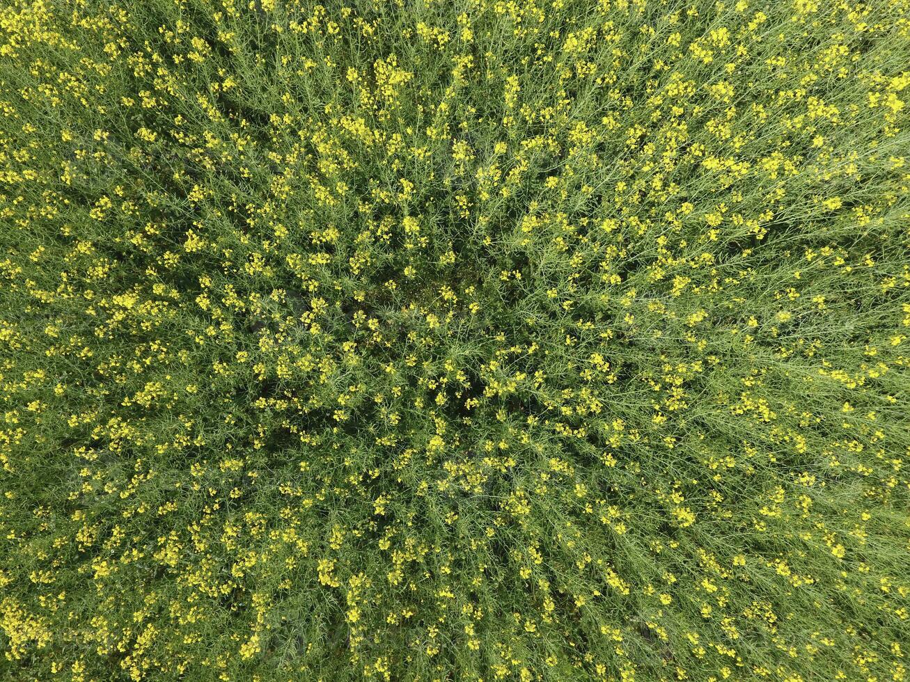 Feld von blühen vergewaltigen. oben Aussicht von das Drohne. vergewaltigen, ein syderatisch Pflanze mit Gelb Blumen. Feld mit Seitenzahlen foto