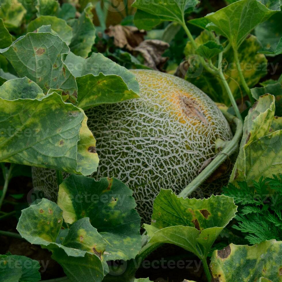 das wachsend Melone im das Feld foto