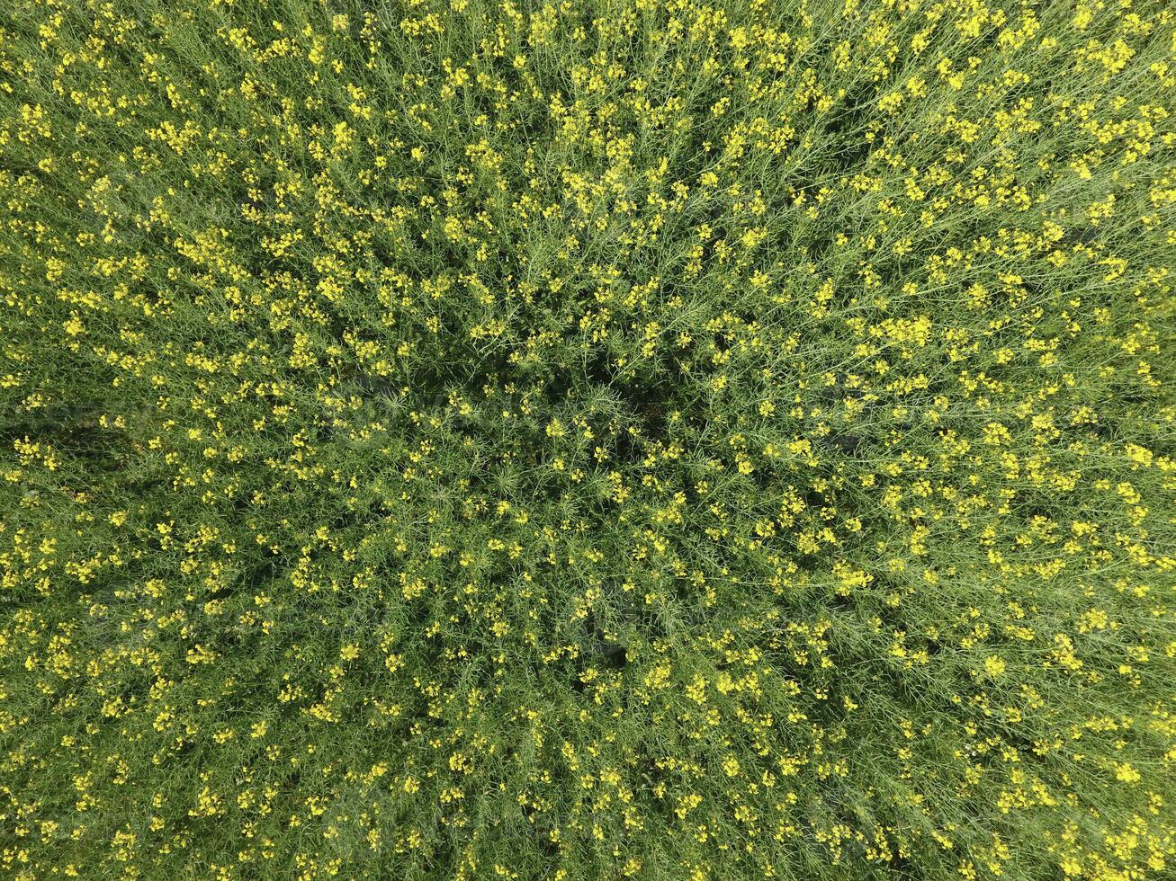 Feld von blühen vergewaltigen. oben Aussicht von das Drohne. vergewaltigen, ein syderatisch Pflanze mit Gelb Blumen. Feld mit Seitenzahlen foto