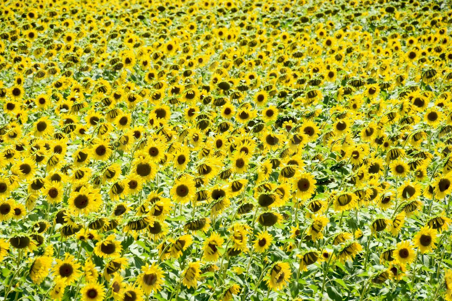 Feld von Blühen Sonnenblumen. blühen Sonnenblumen im das Feld. foto