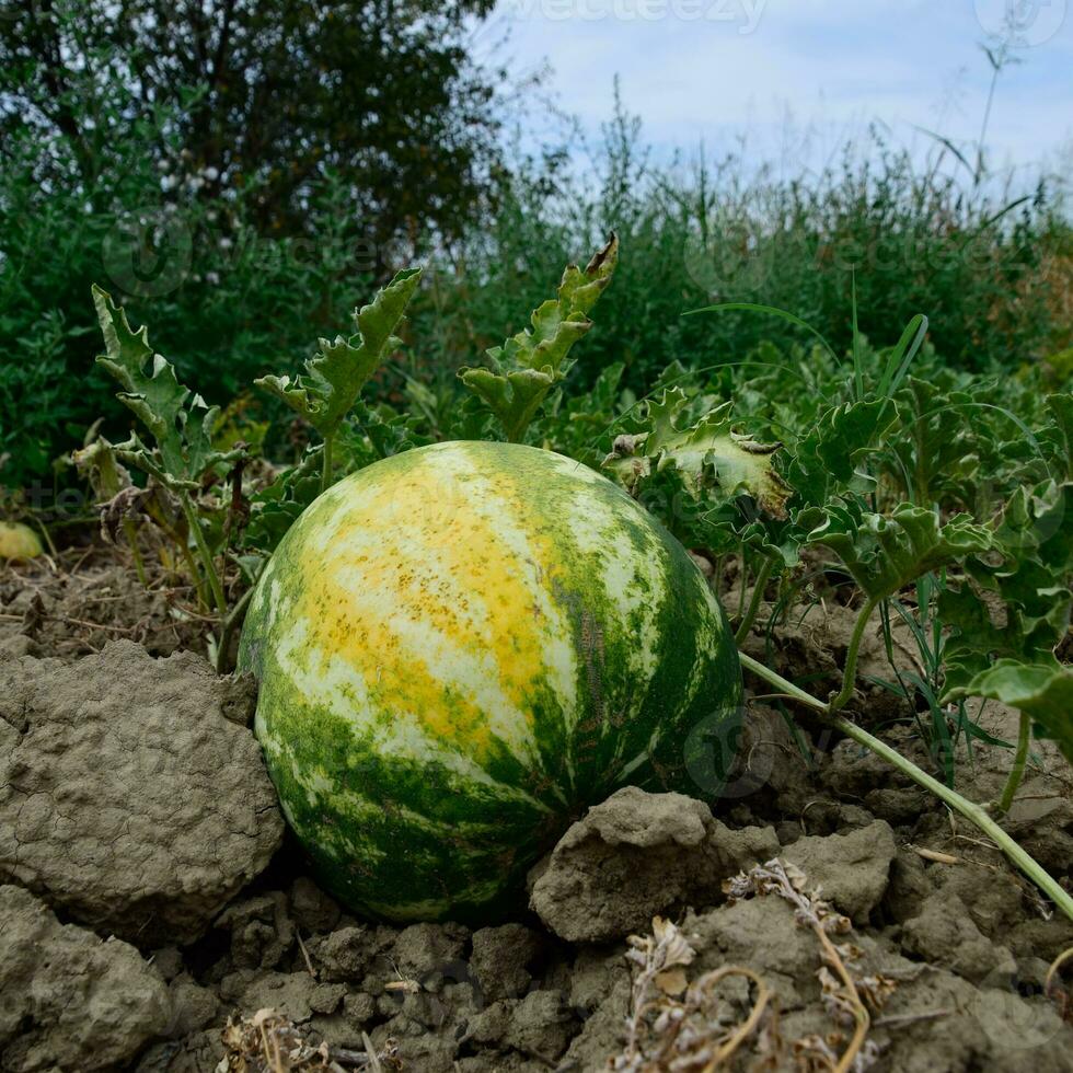 das wachsend Wassermelone im das Feld foto
