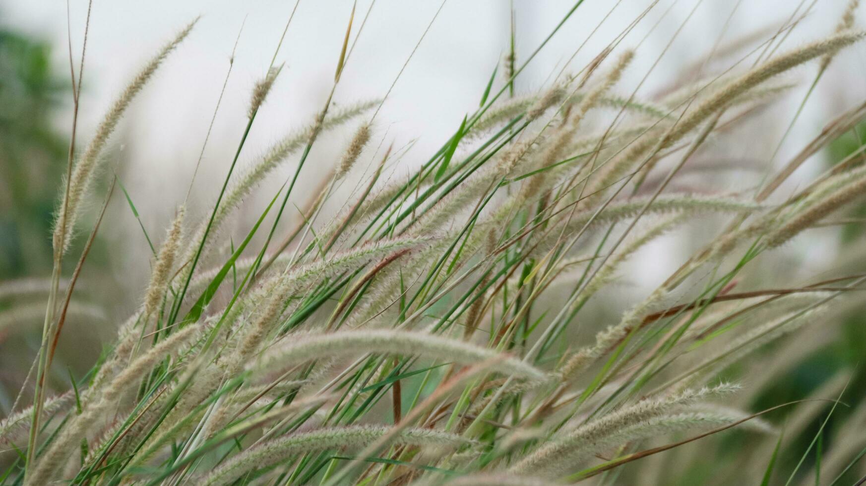 Feder Pennisetum Gras auf verwischen Hintergrund foto