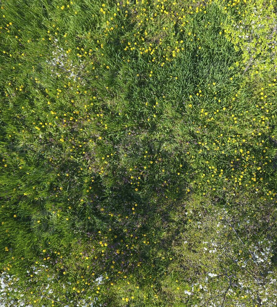 oben Aussicht von ein Blume Clearing im das Garten. Löwenzahn sind Gelb Blumen und andere Blumen foto