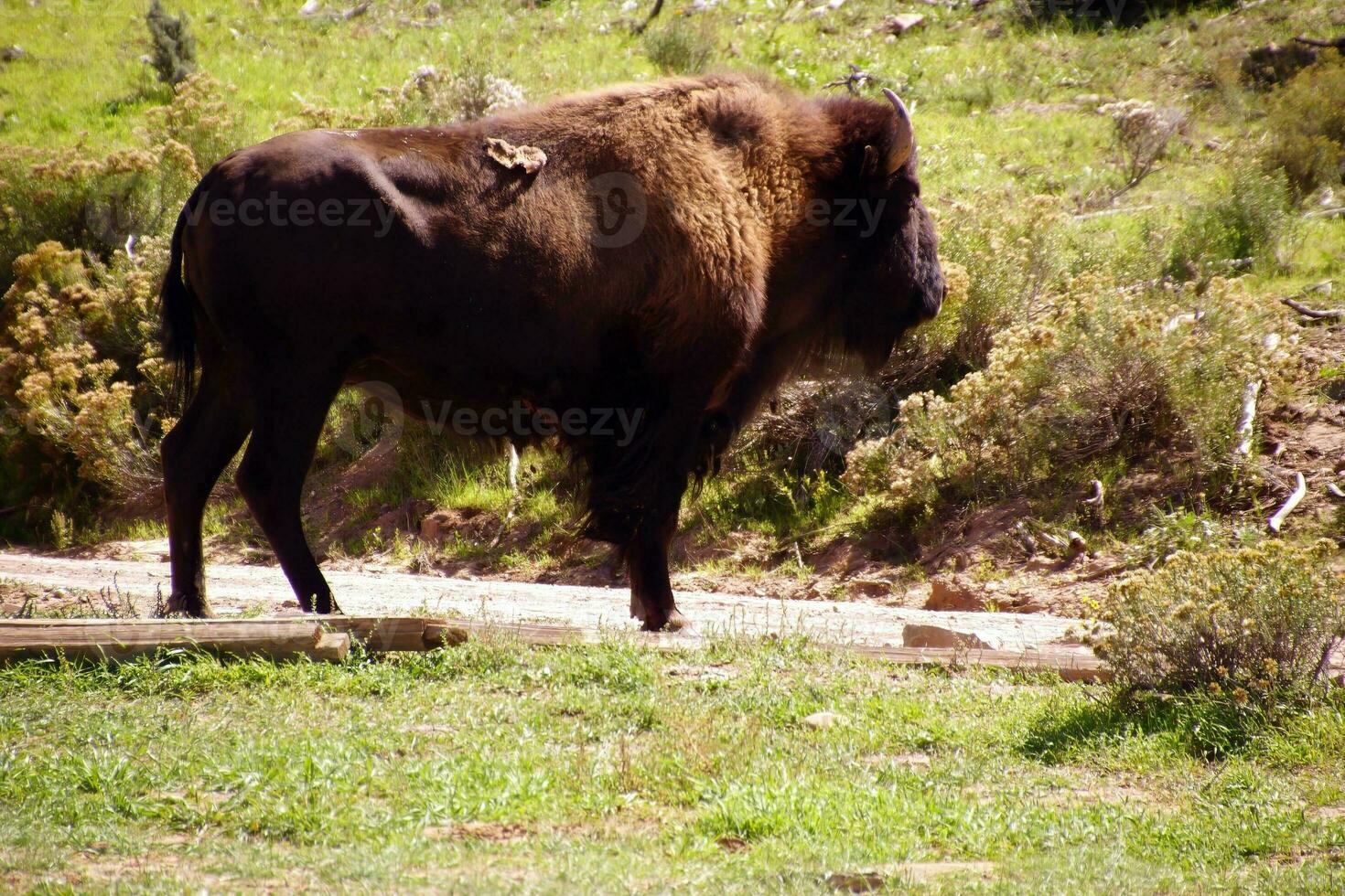 einsam männlich Bison foto