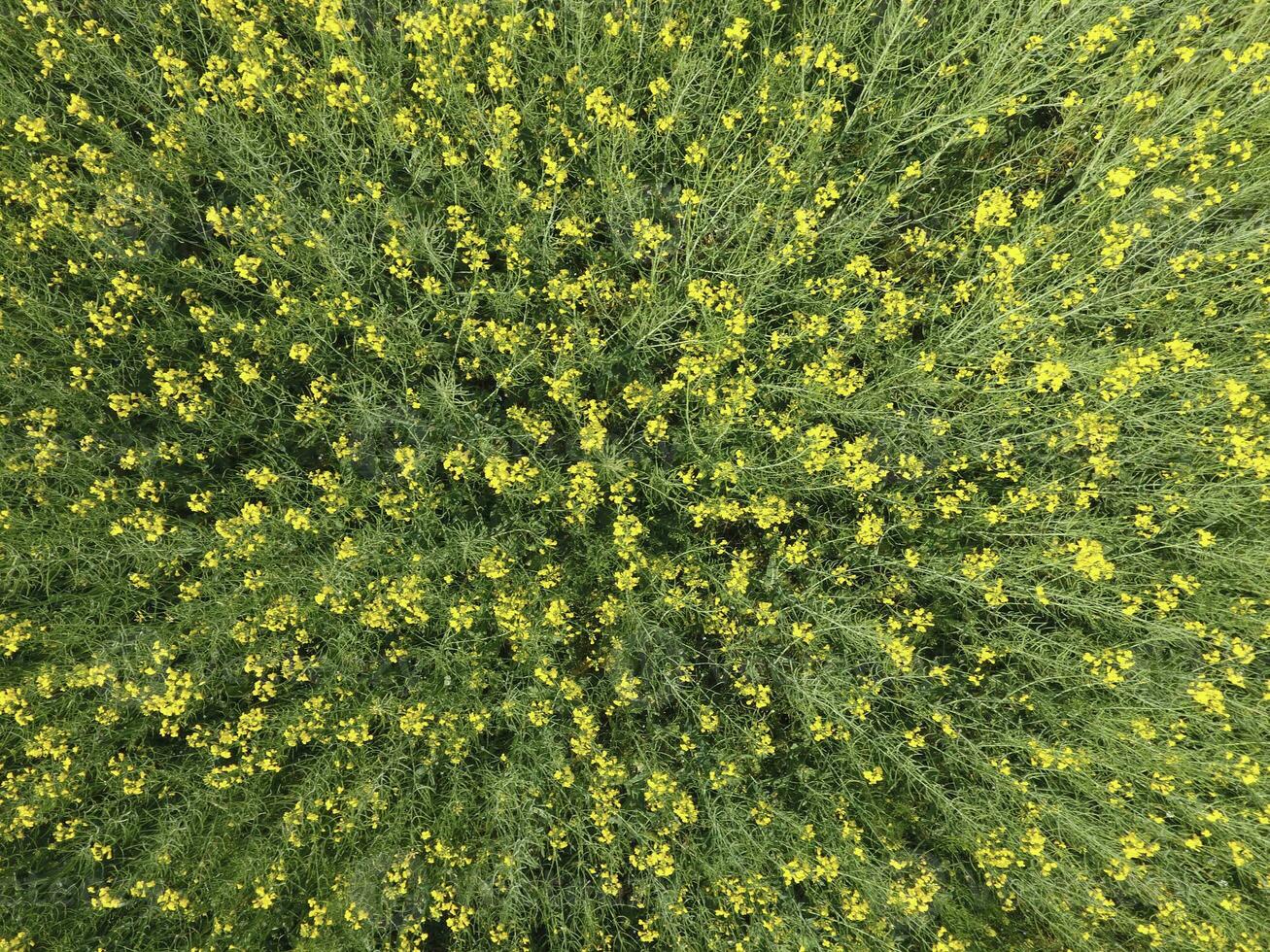 Feld von blühen vergewaltigen. oben Aussicht von das Drohne. vergewaltigen, ein syderatisch Pflanze mit Gelb Blumen. Feld mit Seitenzahlen foto