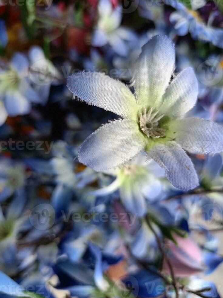 bunt Blumen Blühen im Geschäft Garten foto