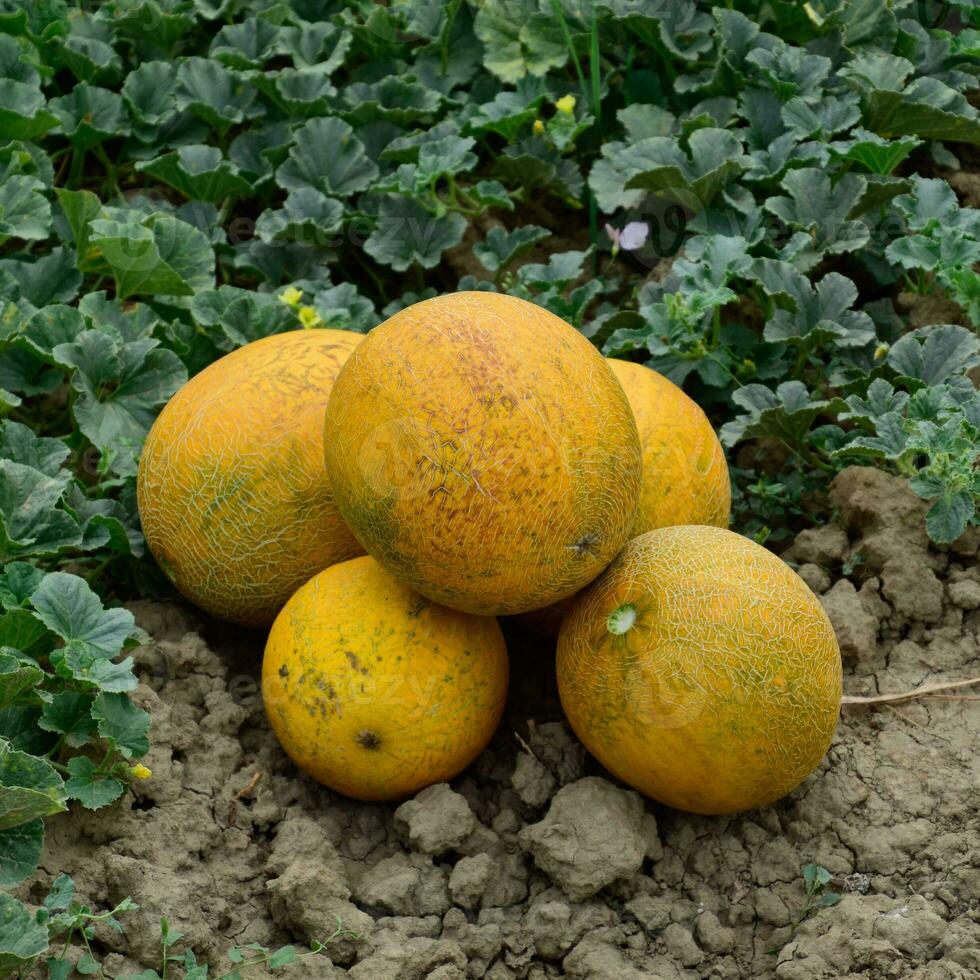 Melonen, gezupft von das Garten, legen zusammen auf das Boden foto