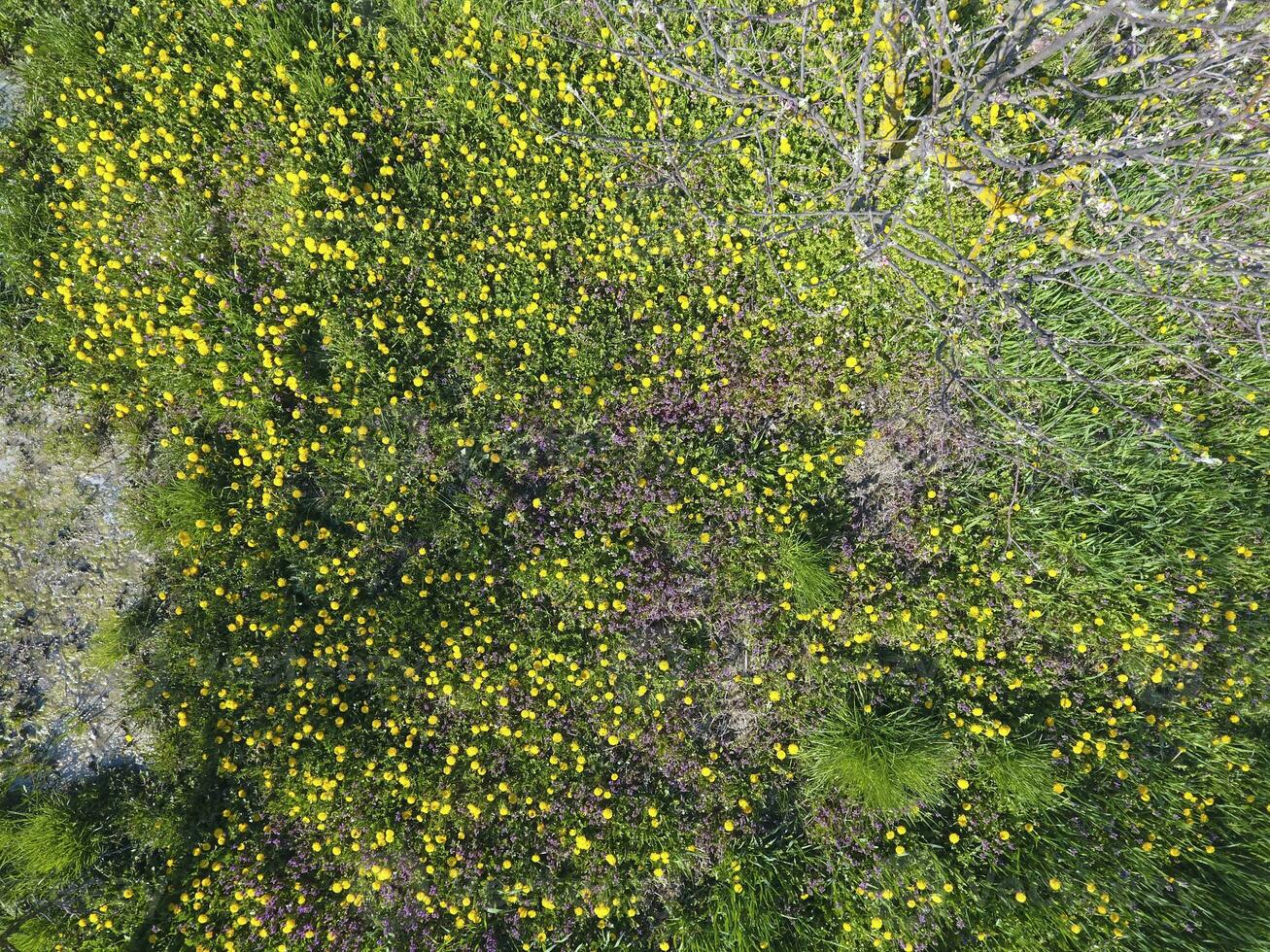 oben Aussicht von ein Blume Clearing im das Garten. Löwenzahn sind Gelb Blumen und andere Blumen foto