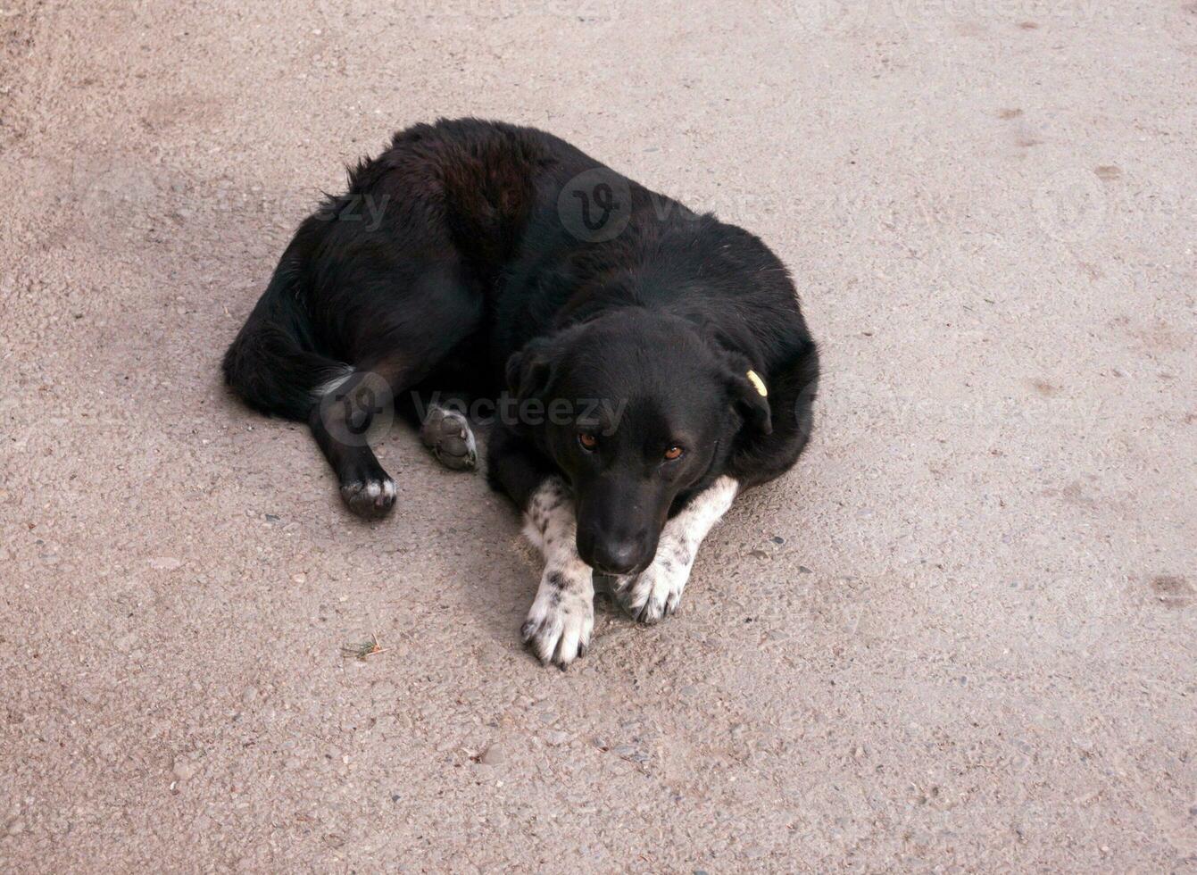 obdachlos Hund Nahansicht draußen foto