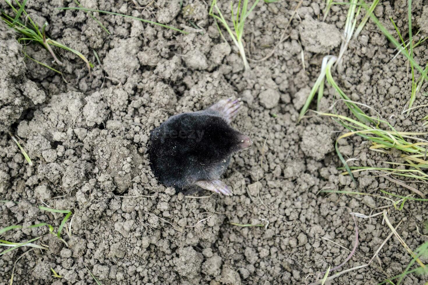 Maulwurf klettert aus von das Loch. schwarz Mol. ein Hügel von Erde von ein Mol. ein unter Tage Tier ist ein Mol. foto