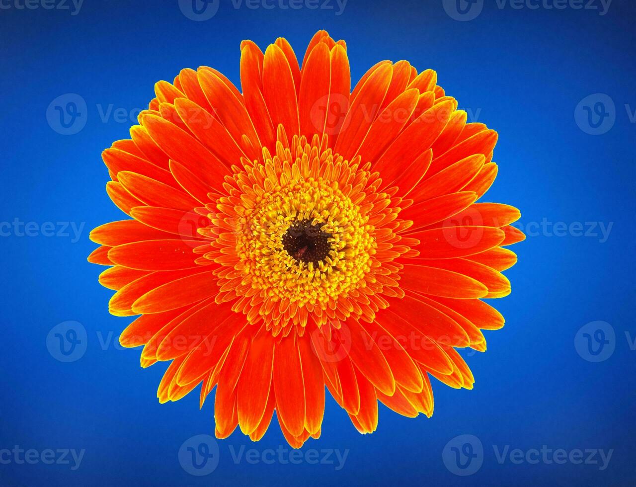 Orange Blume Nahansicht foto