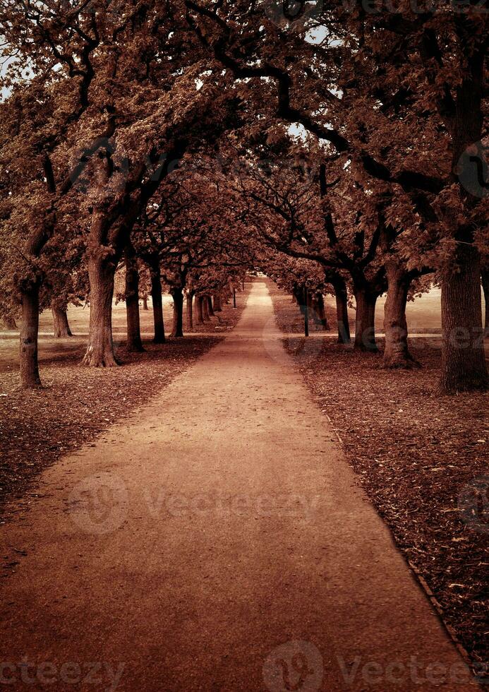 Park Gasse Aussicht foto