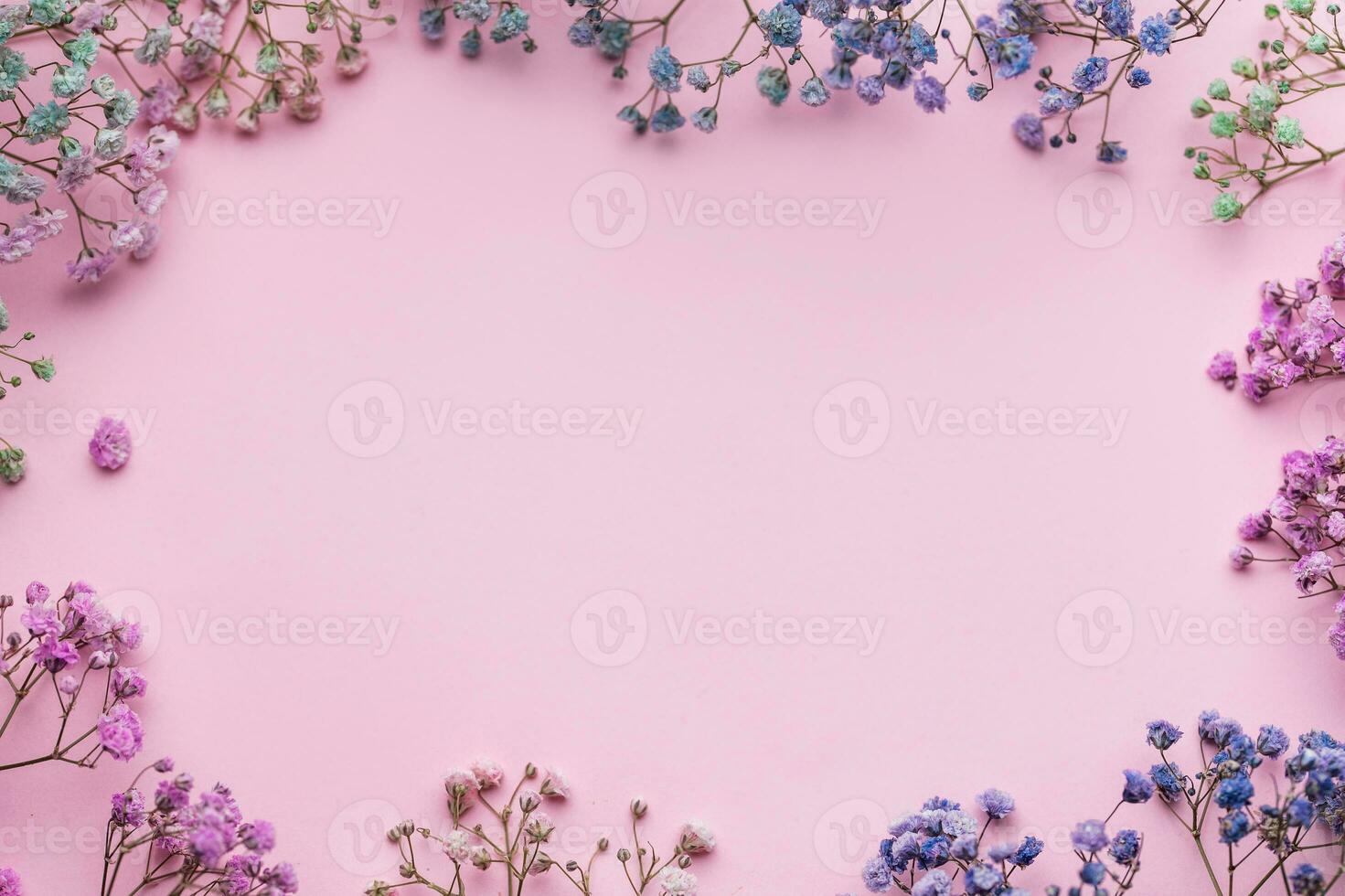 farbig Gypsophila Blumen auf Rosa Hintergrund foto