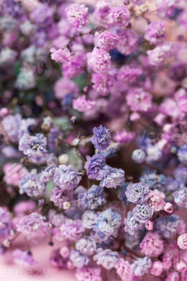 Strauß von Schleierkraut, Babys Atem Blumen, schließen oben foto