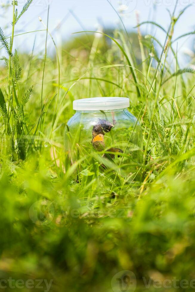 Glas Krug mit Schmetterling Grün Gras im das Park. Nahansicht foto