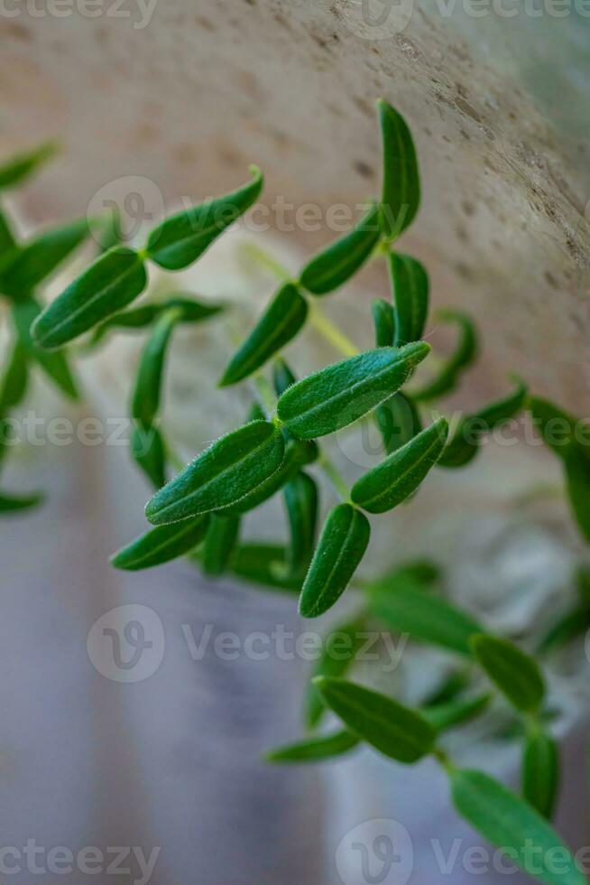 wachsend Sämlinge im Toilette Papier. jung Kürbis oder Zucchini Sprossen. Keimung von Microgreens zum wachsend Sämlinge im das Garten im das Frühling. vegan und Vegetarier Essen spross im Papier foto