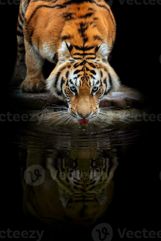 Erwachsene Tiger trinken Wasser und Betrachtung. Tier auf dunkel Hintergrund foto