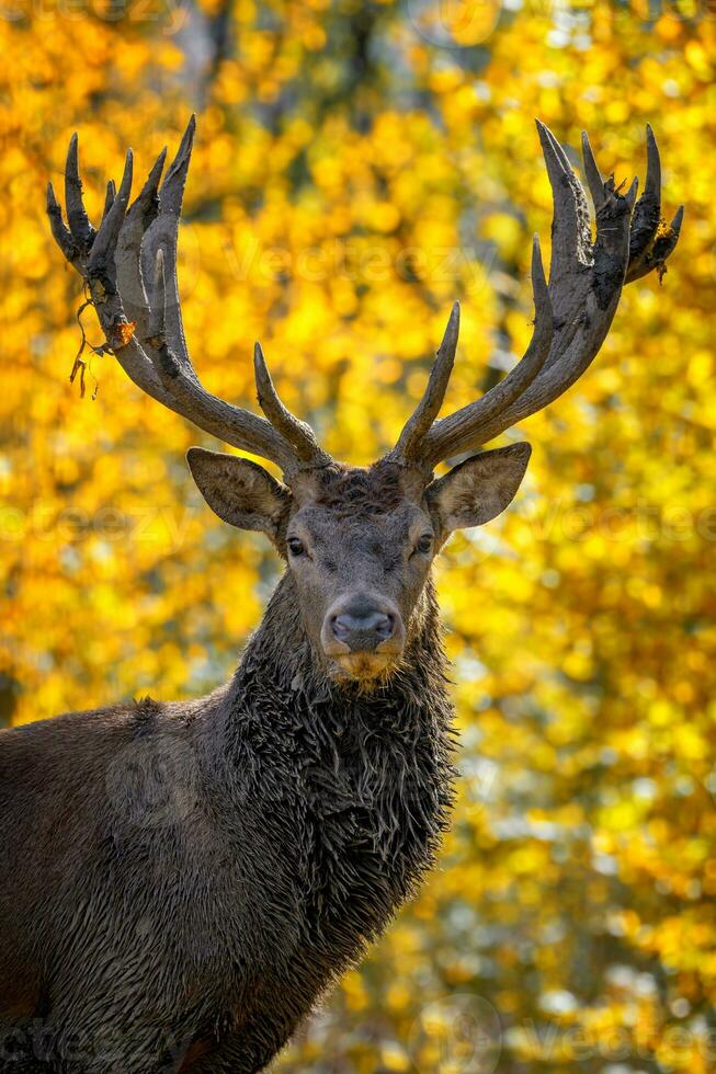 Porträt Hirsch mit groß Hörner Hirsch im Herbst Wald. Tierwelt Szene von Natur foto