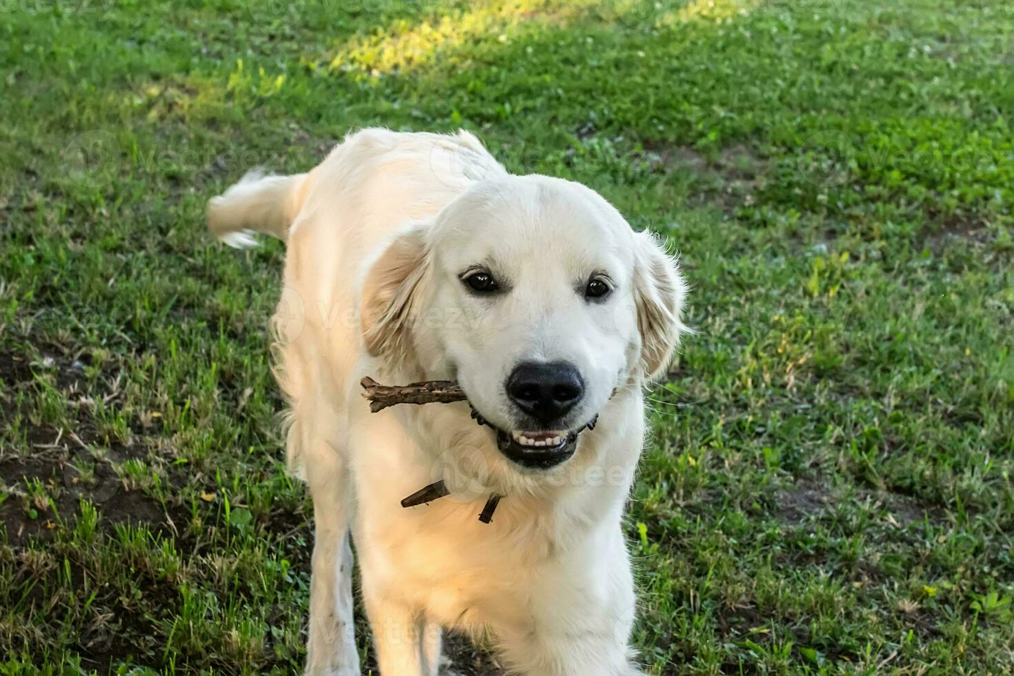 ein groß Weiß Labrador Retriever trägt ein Stock im das Sommer- auf ein Rasen mit ein Kleeblatt foto