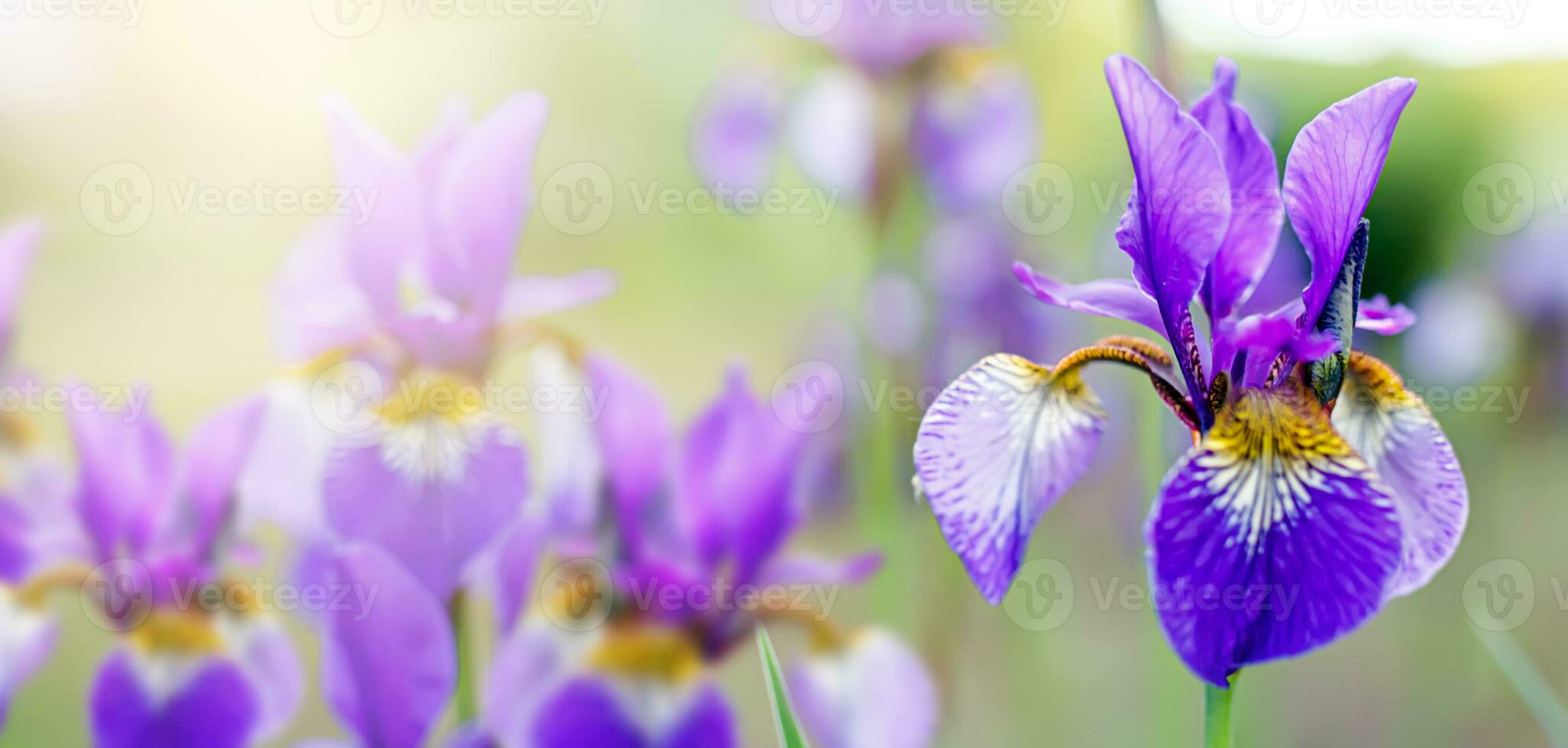 atemberaubend Blumen- Anordnung von bärtig Iris im ein mehrfarbig mischen von lila, Blau, und Gelb Farbtöne foto