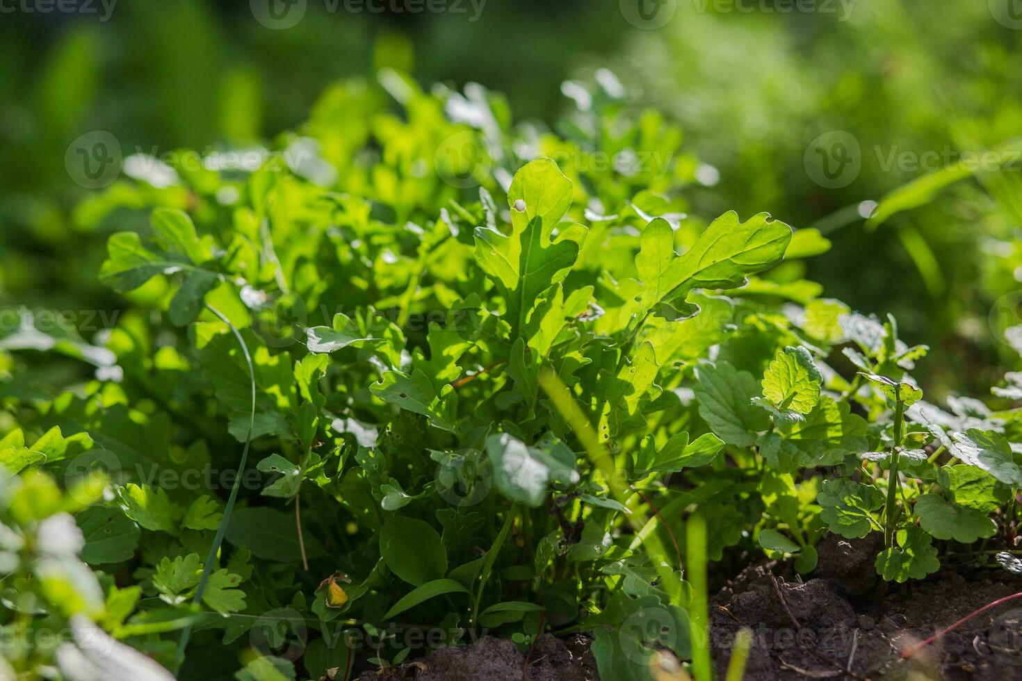 Blätter von Rucola im das Strahlen von das Rahmen Sonne. Grün frisch Blätter im Garten im Dorf. gentechnikfrei Diät Produkt. ökologisch Landwirtschaft. foto