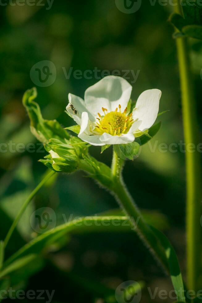 Erdbeere Blumen. Blühen Erdbeeren. schön Weiß Erdbeere Blumen im Grün Gras. Wiese mit Erdbeere Blumen. Natur Erdbeere Blume im Frühling. Erdbeeren Blumen im Wiese. foto