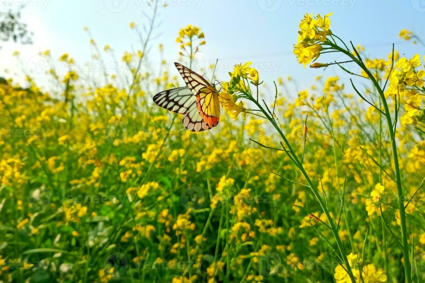 Gelb Senf Blume auf delias eucharis oder Isebel Schmetterling foto