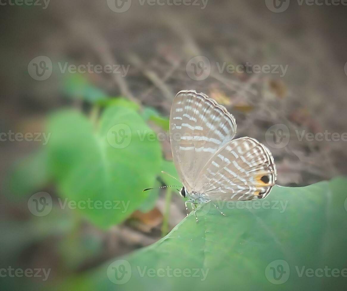 Monarch, schön Schmetterling Fotografie, schön Schmetterling auf Blume, Makro Fotografie, schön Natur foto