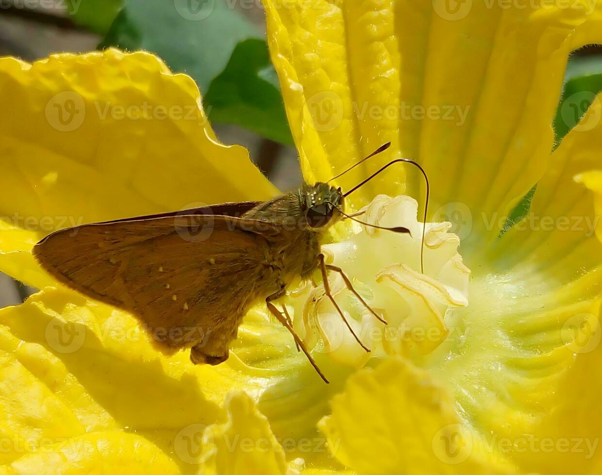 Monarch, schön Schmetterling Fotografie, schön Schmetterling auf Blume, Makro Fotografie, schön Natur foto