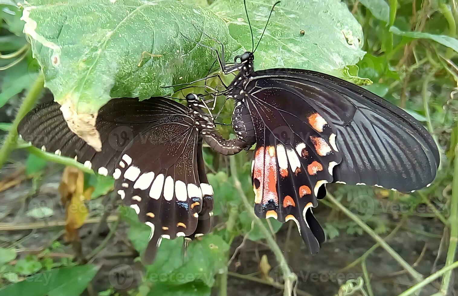 Monarch, schön Schmetterling Fotografie, schön Schmetterling auf Blume, Makro Fotografie, schön Natur foto