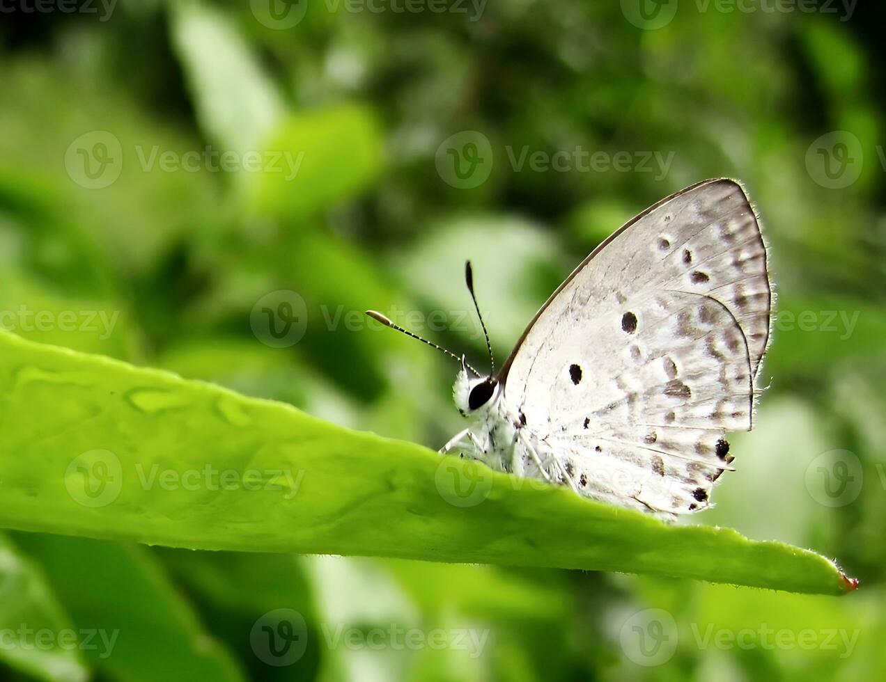 Monarch, schön Schmetterling Fotografie, schön Schmetterling auf Blume, Makro Fotografie, schön Natur foto