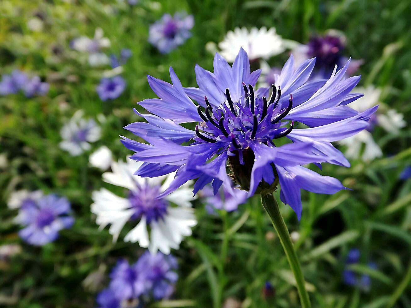 Blume schön Blumen Natur, Fotografie, Blumen, blühen Anlage, Schönheit im Natur, Frische foto