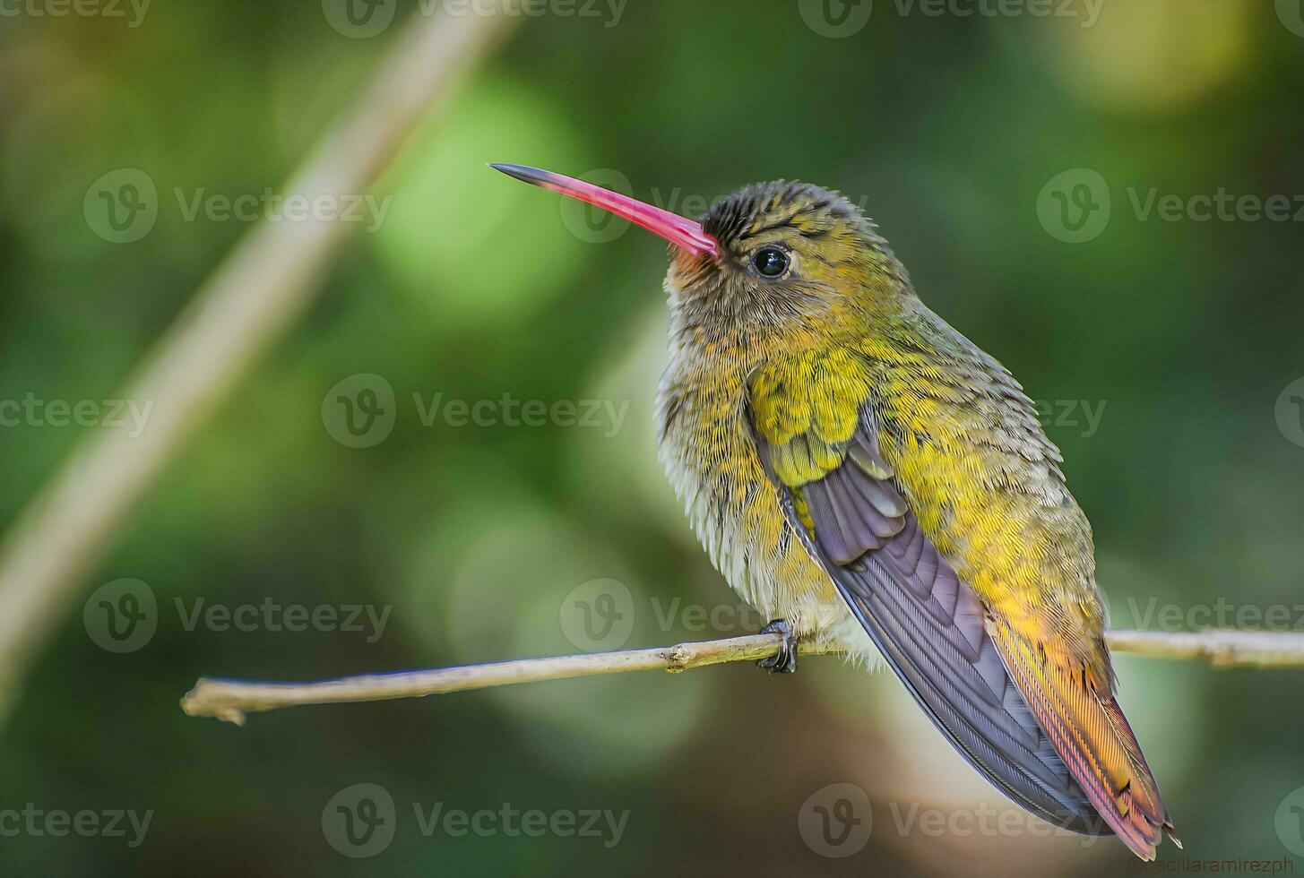 Vogel Fotografie, Vogel Bild, die meisten schön Vogel Fotografie, Natur Fotografie foto