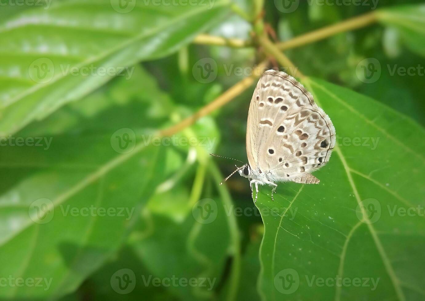 Monarch, schön Schmetterling Fotografie, schön Schmetterling auf Blume, Makro Fotografie, schön Natur foto