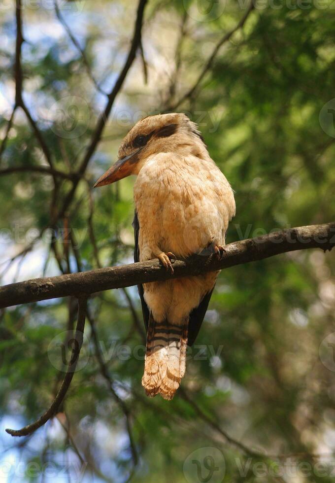 Kookaburra Vogel Nahansicht foto